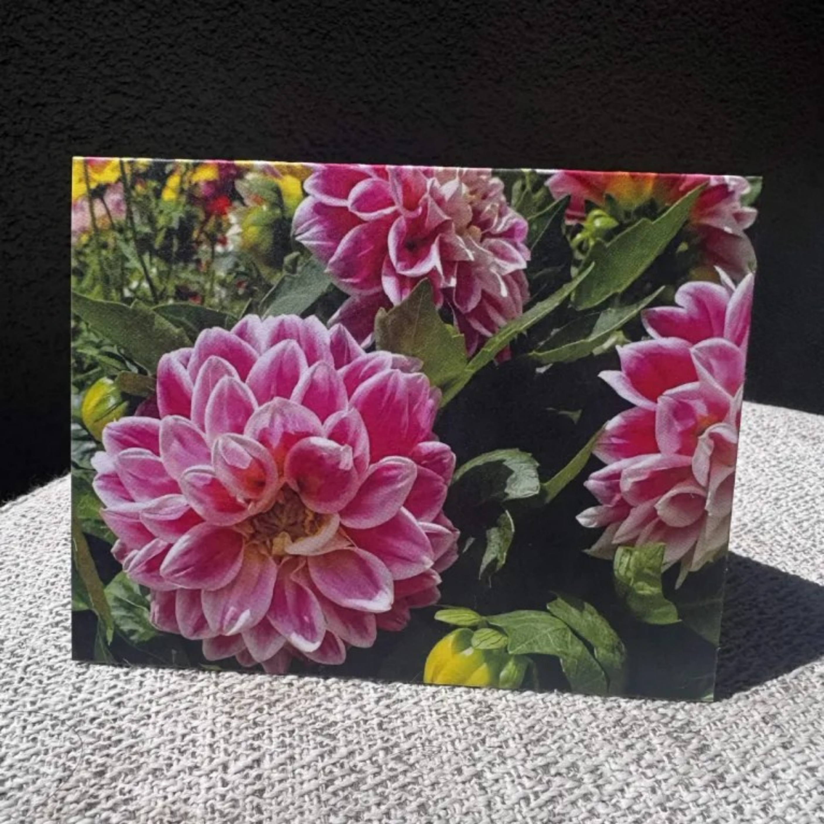 Garden Dahlia Flower Greeting Card