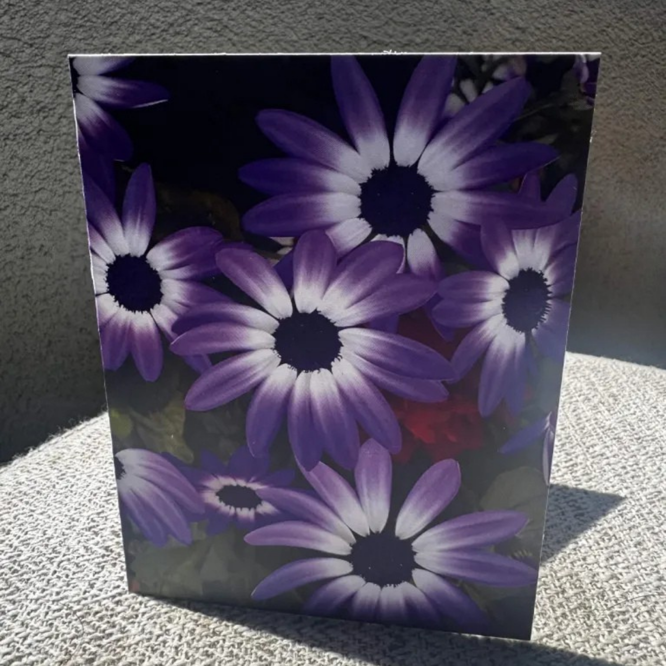 Pericallis x Hybrida Flower Greeting Card
