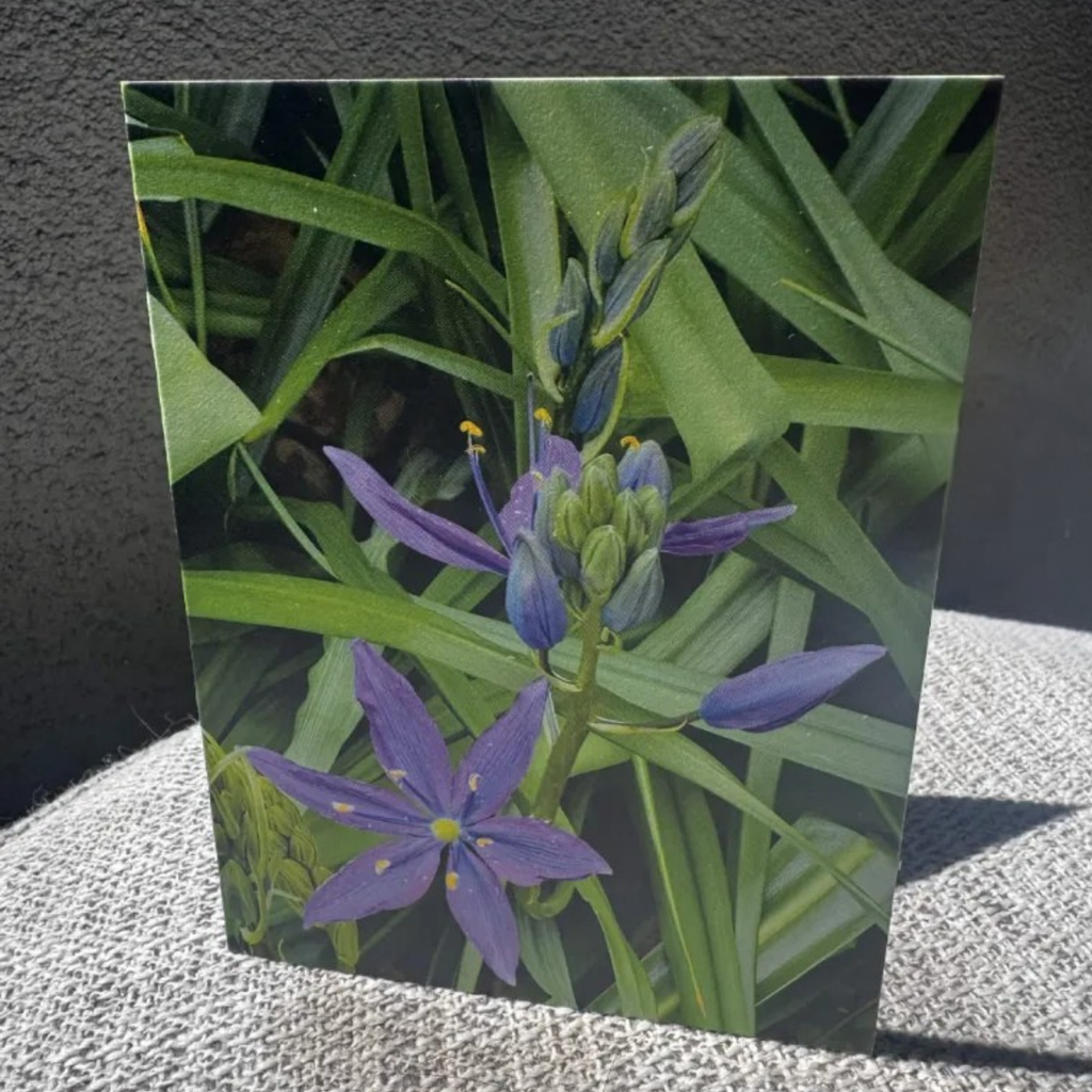 Garden Greeting Card Set
