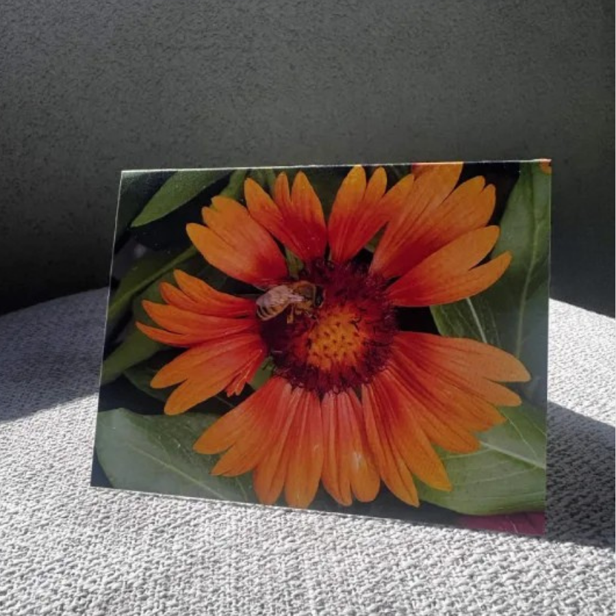 Gaillardia Flower with Bee Greeting Card